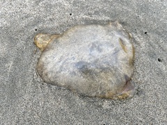 Chrysaora fuscescens