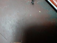 Camponotus compressus