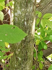Carya ovata