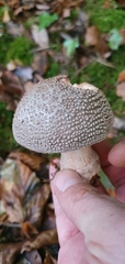 Amanita excelsa