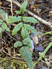Blechnum procerum