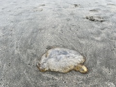 Chrysaora fuscescens