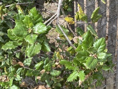 Quercus agrifolia
