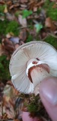 Amanita excelsa