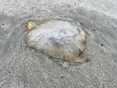 Chrysaora fuscescens