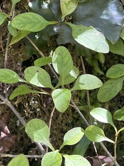 Coprosma foetidissima