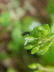 Hylaeus punctatus