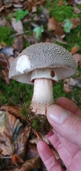 Amanita excelsa