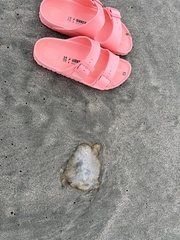 Chrysaora fuscescens