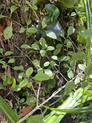 Coprosma foetidissima