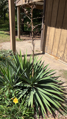 Yucca gloriosa