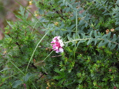 Stellera chamaejasme