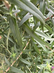 Symphyotrichum novae-angliae