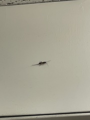 Xoridinae