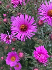 Symphyotrichum novae-angliae