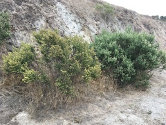 Baccharis pilularis