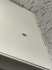 Xoridinae