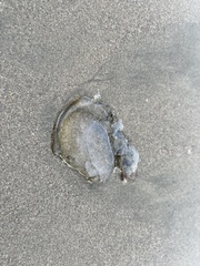 Chrysaora fuscescens