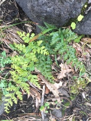 Asplenium onopteris