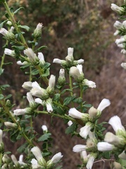 Baccharis pilularis