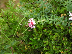 Stellera chamaejasme