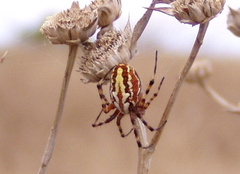 Aculepeira armida