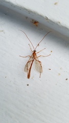 Enicospilus americanus-complex