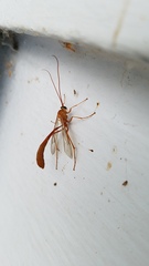 Enicospilus americanus-complex