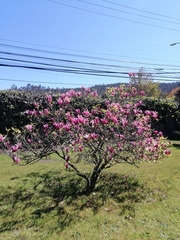 Magnolia liliiflora