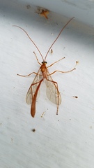 Enicospilus americanus-complex