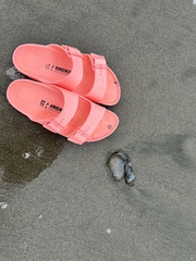 Chrysaora fuscescens