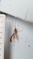 Enicospilus americanus-complex