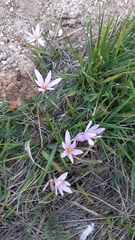 Colchicum autumnale