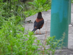 Turdus rubrocanus