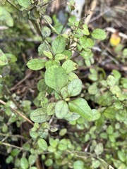 Coprosma colensoi