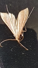 Margaroniini