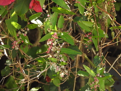 Muehlenbeckia sagittifolia