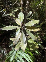 Quintinia serrata