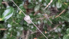 Mecynogea lemniscata