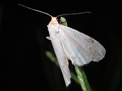 Eilema caniola