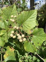 Ampelopsis glandulosa