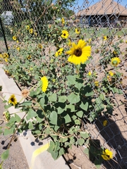Helianthus annuus