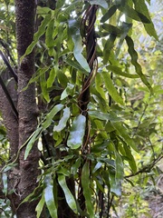 Lygodium articulatum