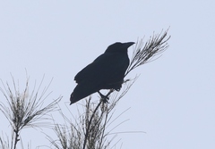 Corvus nasicus