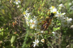 Polistes fuscatus