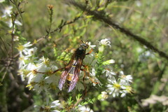 Polistes fuscatus
