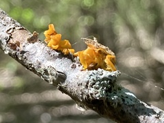 Tremella mesenterica