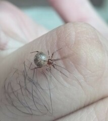 Cryptachaea veruculata