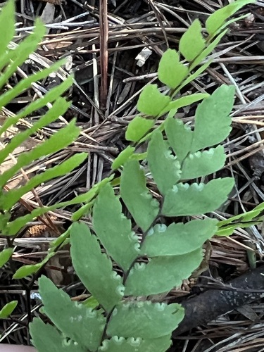 Image of New Zealand Maidenhair Fern (Adiantum fulvum) by (c) Hannah Rogers, some rights reserved (CC BY)