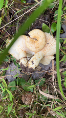 Lactarius alnicola